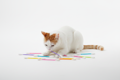 Cat Lifestyle Shot 2
